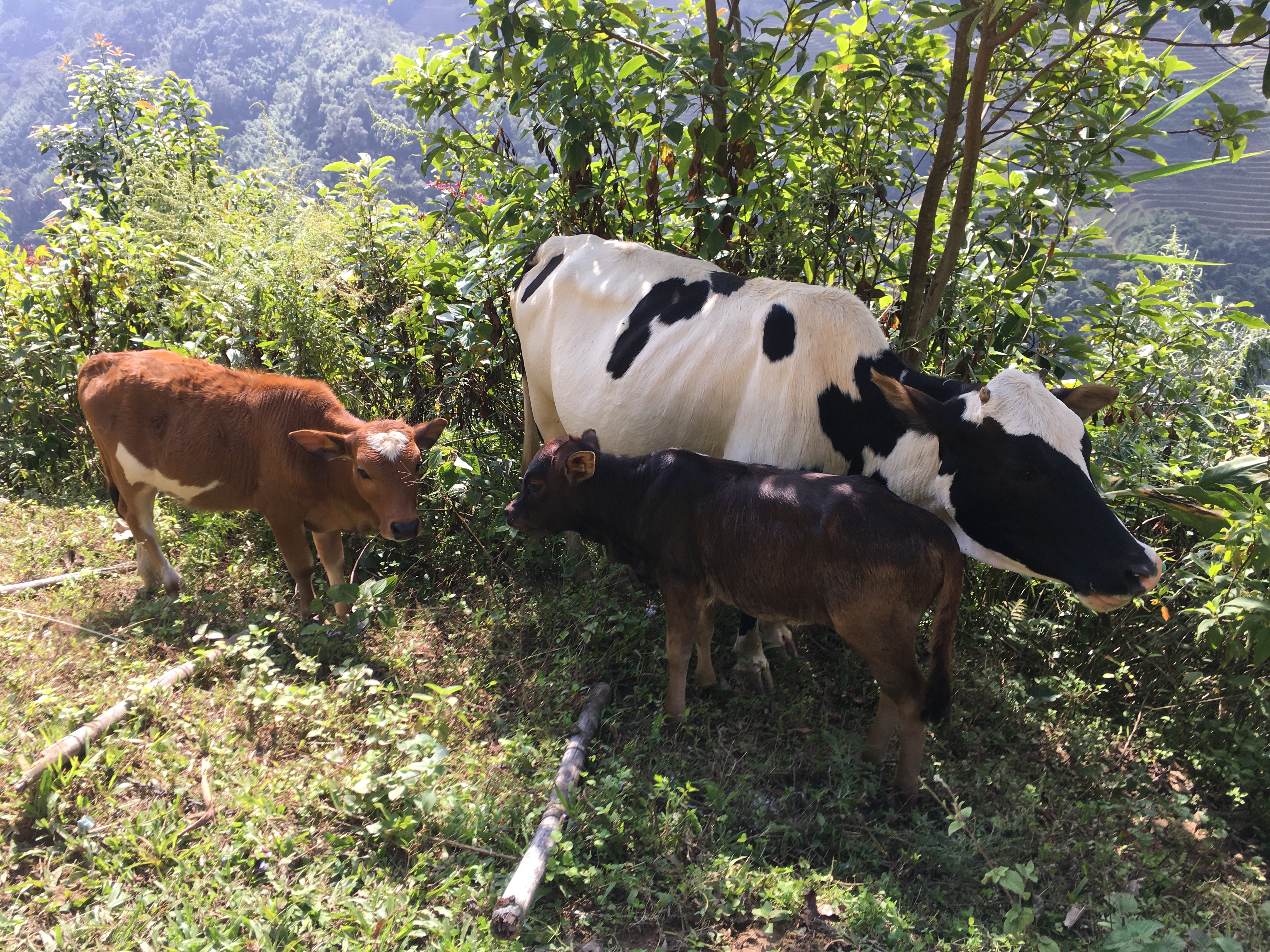 Cows Huddled Together