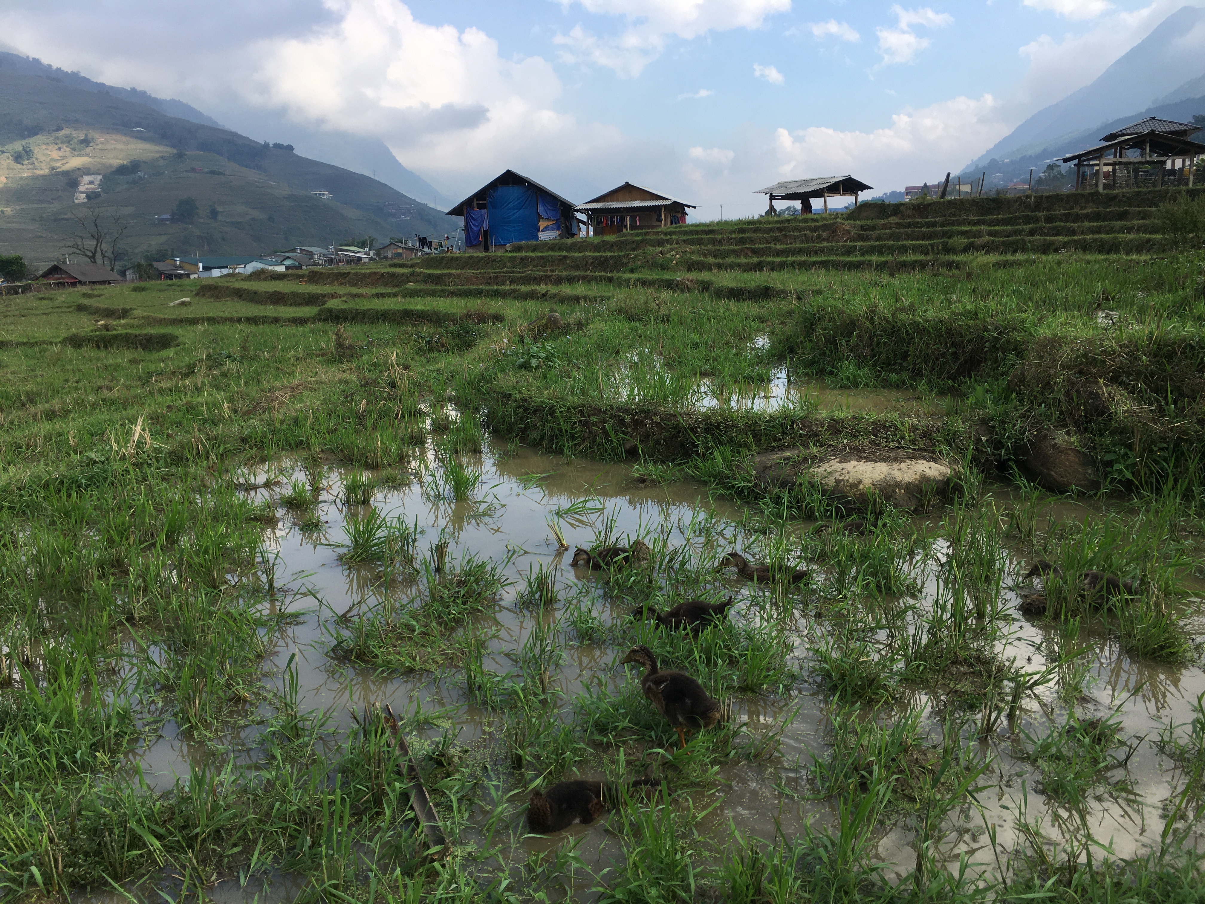 Sapa Rice Paddies with Buildings in the Background